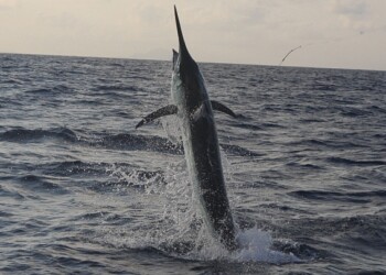 The 2013 snapper season in South Australia is closed from November 1 through until December 15. Image: Jamie Crawford